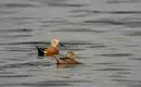 Entenpaar auf dem Weg zum Mittagessen - wie wir auch! Zwei Enten schwimmen ruhig auf einem spiegelglatten See in der Natur.