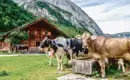 Individuelle Alpenüberquerung von Alm zu Alm