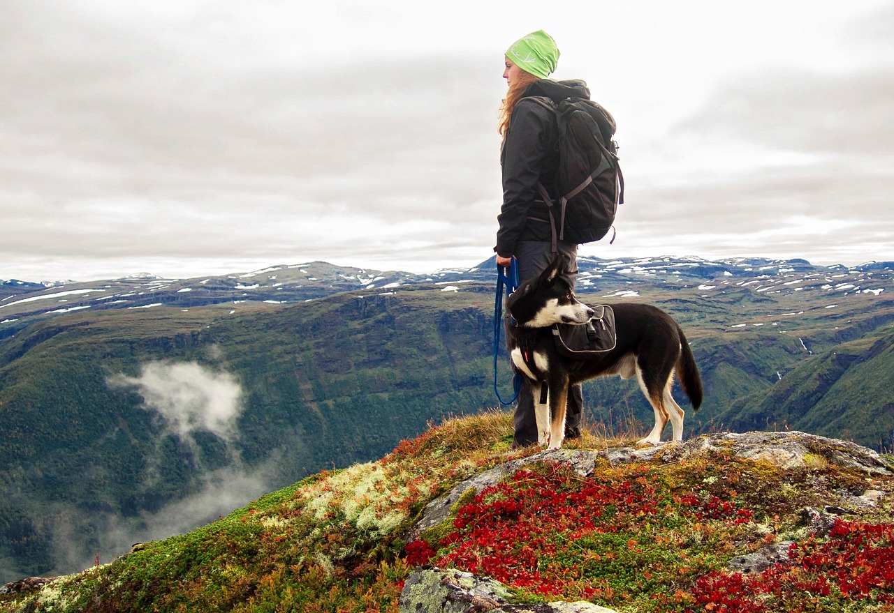 Nicht jede Wanderung ist für jeden Hund geeignet – entscheidend sind die passende Tour, eine gute Vorbereitung und gemeinsame Freude an der Bewegung.