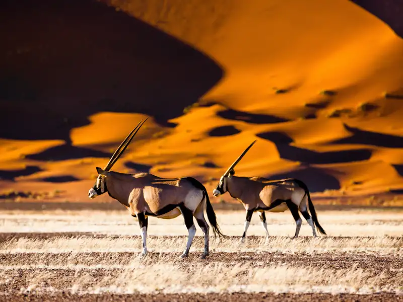 Rote Dünen von Sossusvlei im Morgenlicht, Oryx-Antilope im Vordergrund, blauer Himmel – Sinnbild für Namibias Weite, Wüste & Wildlife.