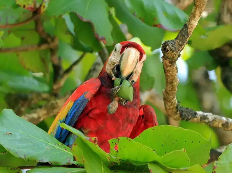 Hoffentlich haben wir ihn nicht gestört: Ara beim Frühstück