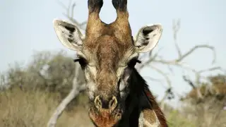 Südafrika - Afrikas Wildnis im Nordosten hautnah erleben
