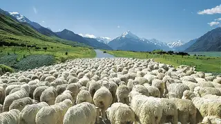 Wanderwoche Neuseeland - Zwischen Vulkanen und Regenwäldern