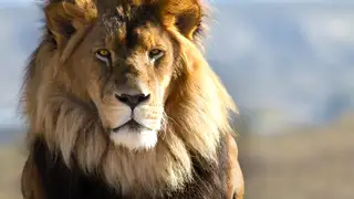 Südafrika - die Highlights der Kapregion entdecken