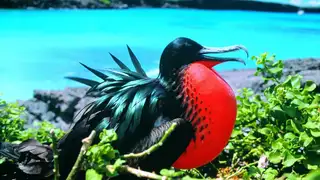 Ecuador und Galapagos - Highlights erleben