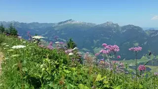 Die schönsten Hüttenwanderungen im Allgäu – von der ersten Mehrtagestour bis zum Heilbronner Weg - Alpenstieg Bergtour Guide