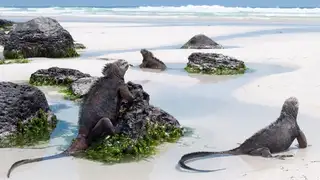 Ecuador & Galápagos-Inselhopping: Wo Kontraste zum Leben erwachen