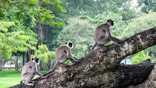 Die schönsten Sehenswürdigkeiten in Sri Lanka – Tempel, Teeplantagen und Naturwunder - Alpenstieg Bergtour Guide