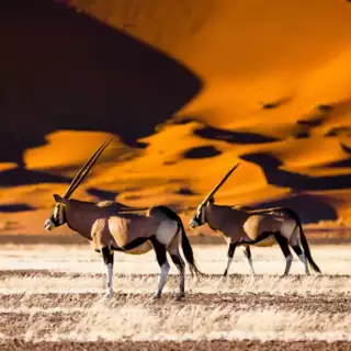 Rote Dünen von Sossusvlei im Morgenlicht, Oryx-Antilope im Vordergrund, blauer Himmel – Sinnbild für Namibias Weite, Wüste & Wildlife.