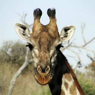 Südafrika - Afrikas Wildnis im Nordosten hautnah erleben - Bergtour bei Alpenstieg buchen