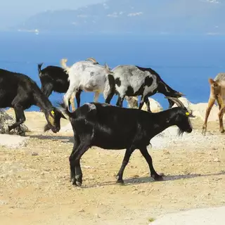 Ziegen an der Küste Albaniens