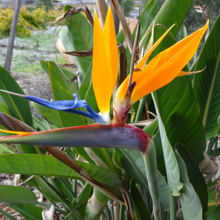 Individuelle Wanderwoche Teneriffa - Bergtour bei Alpenstieg buchen