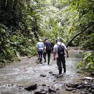Dichter Dschungel in Costa Rica