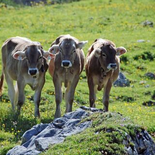 Individuelle Alpenüberquerung vom Tegernsee nach Sterzing  - Bergtour bei Alpenstieg buchen