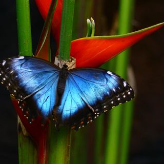 Costa Rica naturnah erwandern - Bergtour bei Alpenstieg buchen