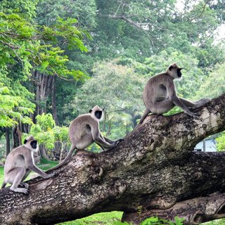 Magisches Sri Lanka - Eine Reise durch Geschichte, Natur und Kultur - Bergtour bei Alpenstieg buchen
