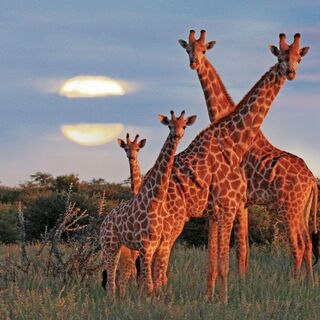 Namibias Highlights erleben - Bergtour bei Alpenstieg buchen