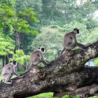 Drei Affen im Horton Plains National Park in Sri Lanka