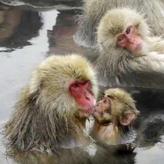 Wandern in den Japanischen Alpen von Tokyo nach Kyoto - Bergtour bei Alpenstieg buchen
