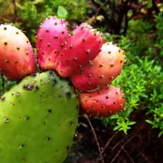 La Palma gemütlich erwandern