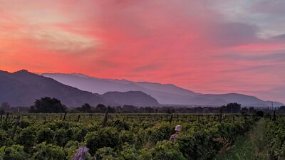 Kachetien gilt als Herz der georgischen Weinkultur und begeistert mit traditionsreichen Weingütern, sanften Weinbergen und einer über 8.000 Jahre alten Weinbautradition