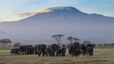 Vom Kilimandscharo bis zu den Elefanten der Savanne – Tansania begeistert mit einzigartigen Naturerlebnissen. Hier finden Sie weitere Informationen und Inspirationen für Ihre Reise