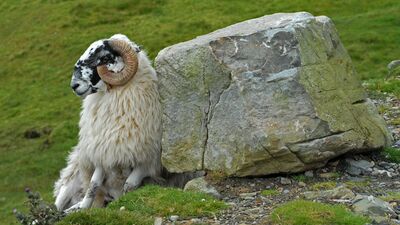Wer den Kerry Way erwandert, begegnet unterwegs nicht nur spektakulären Landschaften, sondern auch den typischen irischen Schafen, die vielerorts ganz selbstverständlich zum Alltag entlang des Fernwanderwegs gehören