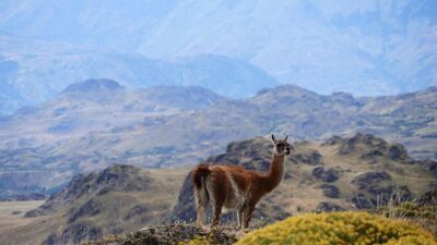 Ob Chile oder Argentinien – Guanakos begegnen Wanderern auf beiden Seiten der Anden und gehören zu den typischen Bewohnern Patagoniens