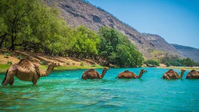 Selbst Kamele genießen die grünen Wadis – in den Wintermonaten zeigt sich der Oman von seiner überraschend vielfältigen Seite