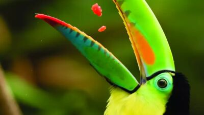 Tukan auf Costa Rica