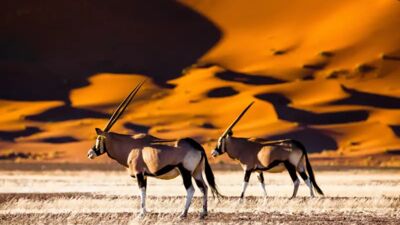 Rote Dünen von Sossusvlei im Morgenlicht, Oryx-Antilope im Vordergrund, blauer Himmel – Sinnbild für Namibias Weite, Wüste & Wildlife.