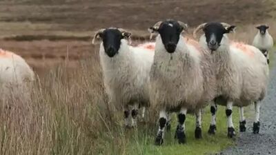 Schafe in Irland 