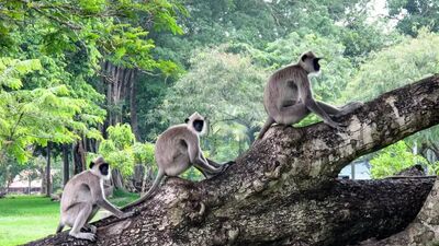 Drei Affen im Horton Plains National Park in Sri Lanka