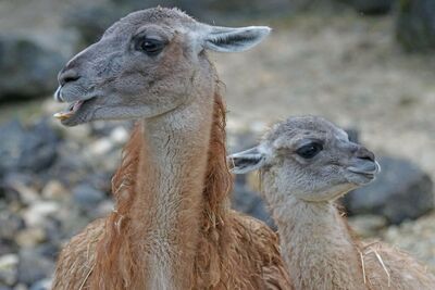 Mit etwas Glück lassen sich auf Trekkingtouren in Patagonien zahlreiche Guanakos aus nächster Nähe beobachten