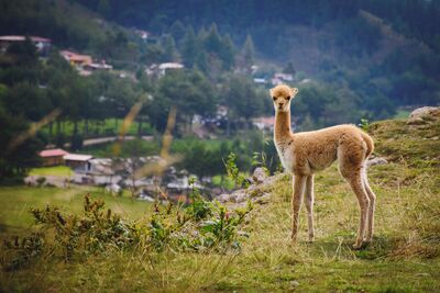 Neugieriges Vicuña auf unserem Lares Trek