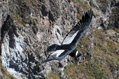Der Colca Canyon gehört zu den besten Orten Perus, um den majestätischen Andenkondor in freier Wildbahn zu beobachten