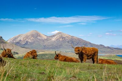 Die beste Reisezeit für den West Highland Way liegt zwischen Mai und September – dann zeigen sich die schottischen Highlands mit blühenden Landschaften und ihren berühmten Highland-Rindern von ihrer schönsten Seite