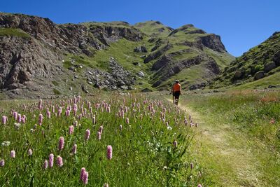 Im Frühsommer verwandeln Wildblumen die Bergwiesen der Albanischen Alpen in ein buntes Blütenmeer