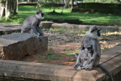 Neben Elefanten und Leoparden begegnet man in Sri Lanka auch vielen Affenarten – Tierbeobachtungen gehören auf der Insel oft ganz selbstverständlich zum Reisealltag