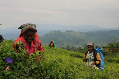 Die hochwertigen Tees aus Sri Lankas Hochland werden bis heute überwiegend von Hand gepflückt – Blatt für Blatt