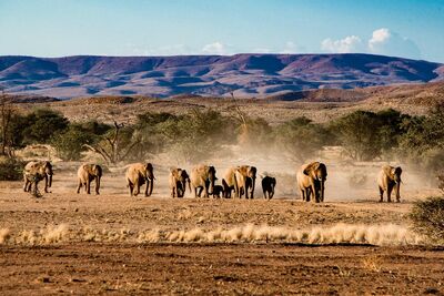 Trotz seiner gewaltigen Fläche leben in Namibia nur rund drei Millionen Menschen – oft begegnen Wanderer mehr Wildtieren als anderen Menschen