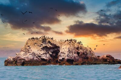 Vor der Küste von Paracas bieten die Ballestas-Inseln beste Möglichkeiten, Seevögel, Seelöwen und Humboldt-Pinguine in freier Wildbahn zu beobachten