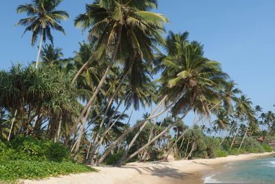 Während im europäischen Sommer vielerorts Regenzeit herrscht, lockt Sri Lankas Ostküste oft mit Sonne, warmem Meer und tropischem Strandgefühl