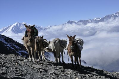 Beladene Eselkarawanen begleiten vielerorts noch heute das Trekkingleben im Annapurna-Gebiet – zwischen schroffen Pässen, Wolkenmeeren und den gewaltigen Gipfeln des Himalaya.