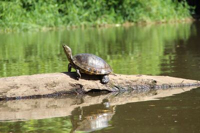 Schildkröte beim Sonnenbaden
