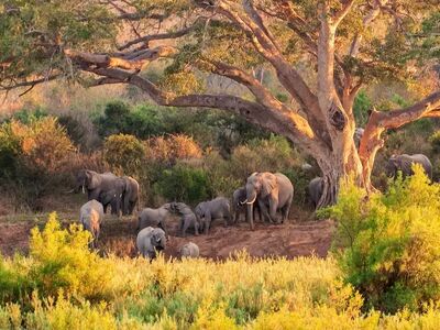 Elefanten in freier Wildbahn – faszinierende Tierbeobachtungen gehören zum Wandern in Südafrika dazu