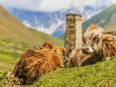 Swanetien begeistert mit seinen mittelalterlichen Wehrtürmen, ursprünglichen Bergdörfern und einer der eindrucksvollsten Hochgebirgslandschaften des Kaukasus