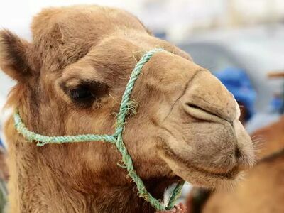 Ohne sie geht nichts: Dromedare sind die stillen Helden jeder Wüstentour
