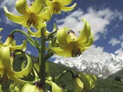Der Bordschomi-Nationalpark zählt zu den größten Schutzgebieten Europas und begeistert mit dichten Wäldern, Mineralquellen, seltener Flora und einer beeindruckenden Berglandschaft