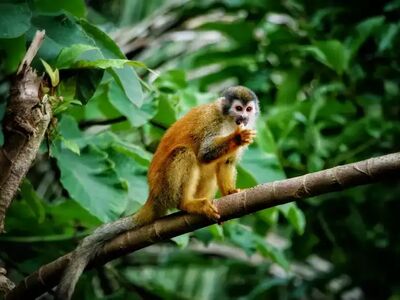 Costa Ricas Nationalparks gehören zu den artenreichsten Schutzgebieten der Welt – Affen begegnen Wanderern hier oft aus nächster Nähe